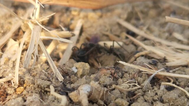 Black Ant Carrying Prey Across Dry Ground, Macro Close Up of Predator Insect Hunting Behavior, Social Insect in Natural Habitat, Wildlife, 4K Cinematic Stock Footage