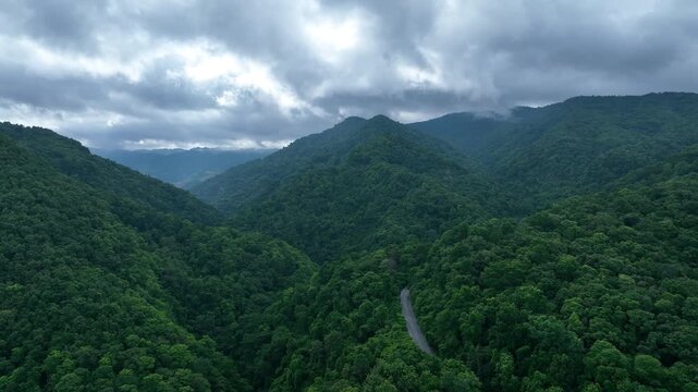 Dense woodland aerial background featuring transportation access and natural resources, supporting themes of sustainable growth, conservation finance, and environmental innovation.