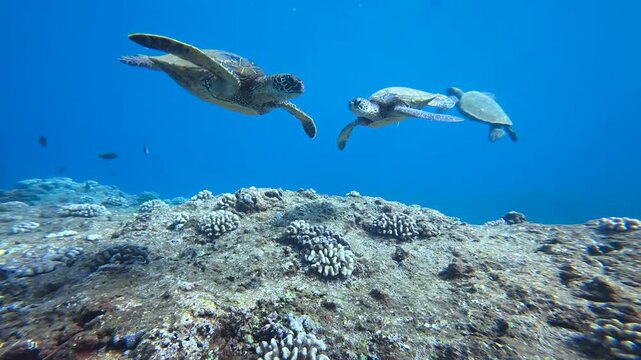 Three sea turtles over a reef as one comes close to the camera in clear blue tropical waters