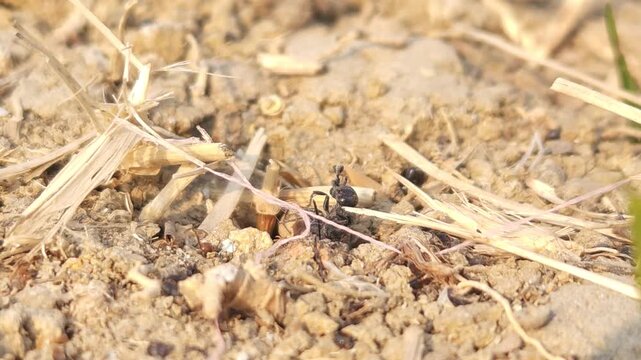 Black Ant Carrying Prey Across Dry Ground, Macro Close Up of Predator Insect Hunting Behavior, Social Insect in Natural Habitat, Wildlife, 4K Cinematic Stock Footage