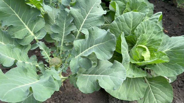 Video of young, fresh broccoli cabbage and early-ripening white cabbage in the kitchen garden bed in the summer. Growing organic vegetables as a hobby. Top view, close-up