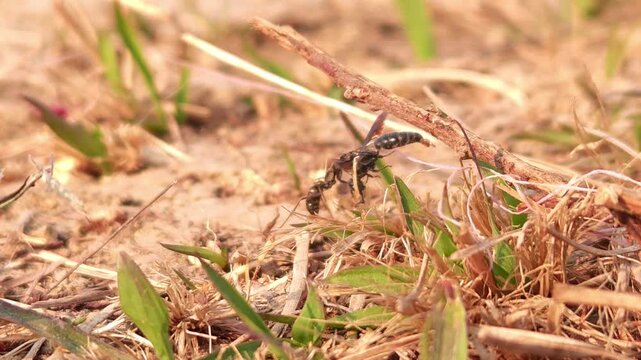 Black Ant Carrying Prey Across Dry Ground, Macro Close Up of Predator Insect Hunting Behavior, Social Insect in Natural Habitat, Wildlife, 4K Cinematic Stock Footage