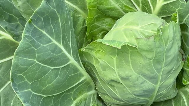 Video of early-ripening white cabbage in a kitchen garden bed on a summer day. Vegetable green background. Growing organic vegetables as a hobby. Top view, close-up