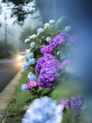 Obraz premium Purple Hydrangea Flowers with Soft Green Background