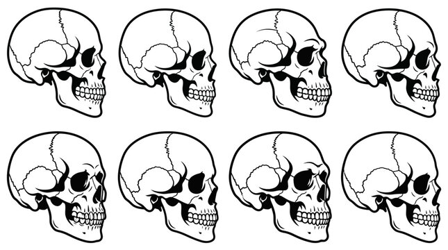 Human skulls in side profile view arranged in a grid layout