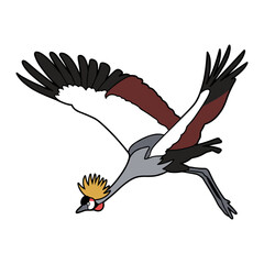 Fototapeta premium Grey Crowned Crane Flying