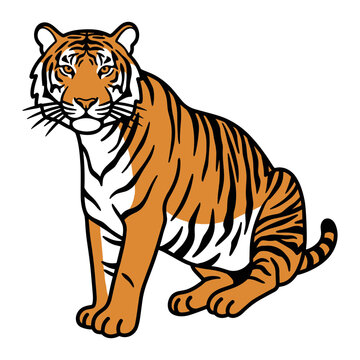 Sumatran Tigress Sitting
