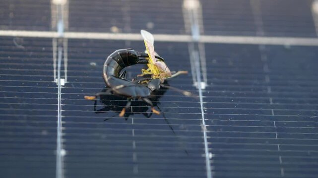 Earwig preying on bug macro - Dermaptera of Mauritius - slow motion