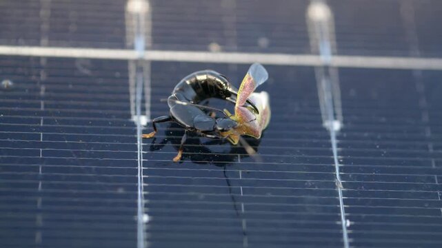 Earwig preying on bug macro - Dermaptera of Mauritius - slow motion 