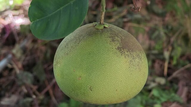 Sweet pomelo on the tree.