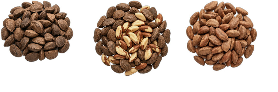 Three Piles of Raw Brazil Nuts in Shell and Peeled Isolated on Transparent Background, Healthy Organic Nut Snacks Vector PNG