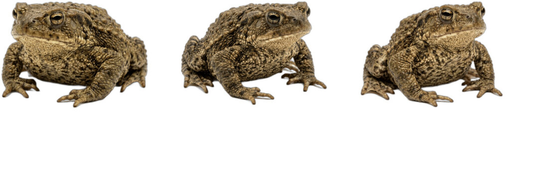 Common Toad and Frog PNG Clipart Set, Side View Amphibian Isolated Graphic Elements for Wildlife Education, Swamp Nature Conservation Design, Tropical Pond Warty Toad Animal Pattern Vector Illustratio