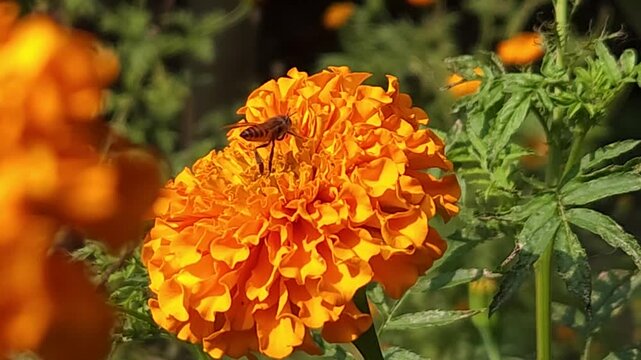 Indian Honey Bee Collecting Nectar on Orange Marigold Flower, Macro Pollination Close Up, Wildlife Insect in Garden, Biodiversity