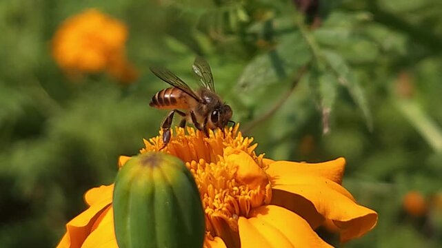 Indian Honey Bee Collecting Nectar on Orange Marigold Flower, Macro Pollination Close Up, Wildlife Insect in Garden, Biodiversity