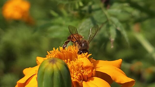 Indian Honey Bee Collecting Nectar on Orange Marigold Flower, Macro Pollination Close Up, Wildlife Insect in Garden, Biodiversity