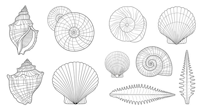 Selection of various ocean sea shells and marine fossils illustrated in a delicate fine line engraving style on white.