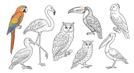 Fototapeta premium Collection of hand drawn bird species sketches including a colorful parrot flamingo owl toucan and pelican in different artistic styles.