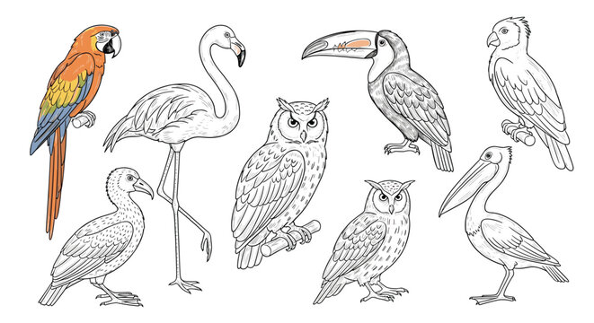 Collection of hand drawn bird species sketches including a colorful parrot flamingo owl toucan and pelican in different artistic styles.