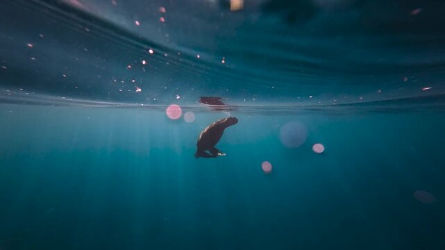 A Green Sea Turtle dives down after getting some air at the ocean surface in the morning light with sunrays streaming down and the rocking ocean in slow motion.