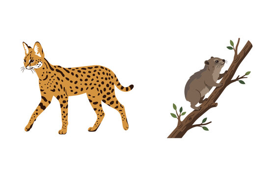 Serval Wild Cat Walking and a Small Rock Hyrax Climbing Up a Tree Branch Illustration