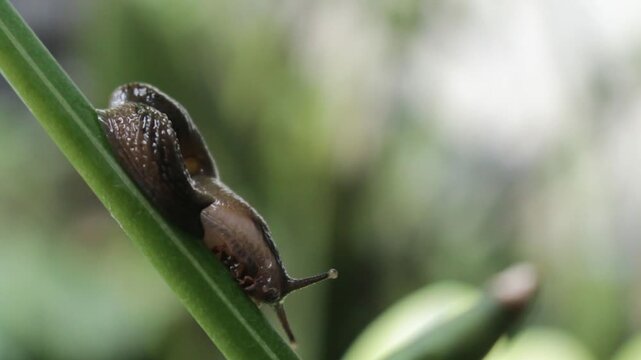 A soft, moist slug glides slowly along a slender green stem of an ornamental plant. Its smooth body moves gently, feeling its way forward, against softly blurred natural tones.