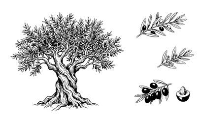 Hand Drawn Olive Tree and Olive Branch Botanical Sketch Vector Illustration Set © Murad