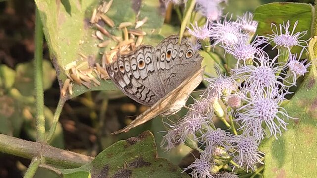 Grey Pansy Butterfly