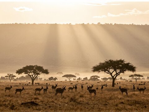 Masai Mara Savanna with Sunbeams through Morning Mist at Sunrise