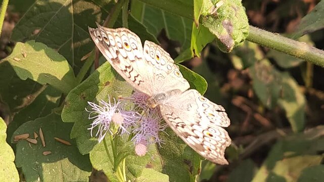 Grey Pansy Butterfly