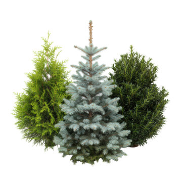 A collection of lush arborvitae, glaucous blue spruce, and dark yew conifers featuring intricate needle textures on a bright white background, botanical catalog aesthetic