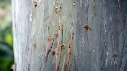 A close-up photo of colorful, peeling eucalyptus bark texture in natural light. © Albertus