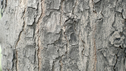 A close-up photo of rough tree bark texture, featuring peeling layers and natural patterns. A detailed macro view of an old tree trunk's surface, ideal as an organic background, natural texture, or an © Albertus
