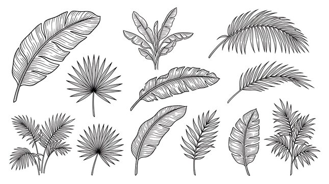 Detailed botanical illustration of various ferns and leaves.