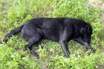 Naklejka premium A black dog sleeps peacefully in a green garden.
