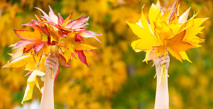Fall leaves in kid hands. Orange maple foliage creates bouquet. Hands holding leaves in closeup. Autumn bouquet with maple leaves. Child hands holding yellow foliage. Autumnal texture and soft bokeh.