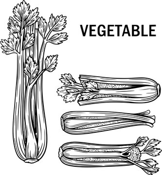 Hand-drawn of fresh celery stalks and leaves isolated on a white background for food projects