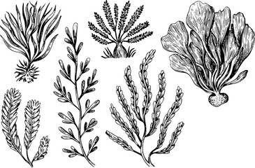Hand-drawn collection of various seaweeds and aquatic plants isolated on a white background in black and white © Anjuman_42