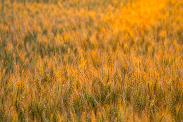 Fototapeta premium Rural field at sunset. Rural wheat silhouette. Golden rural crop background. Warm rural landscape.