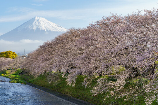 Stunning panoramic view of Mount Fuji behind magnificent cherry blossom trees in full bloom along the Urui River in April, Fuji City, Shizuoka, Japan.