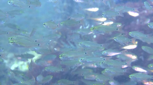 クロホシイシモチの群れと奥に潜むミノカサゴ 水中映像