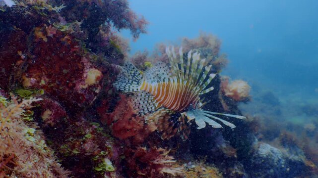 ソフトコーラルの根で美しくヒレを広げるミノカサゴ 水中映像