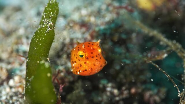 砂地でホバリングするミナミハコフグの幼魚 水中映像