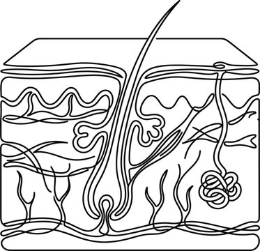 Anatomical cross section diagram of human skin with hair follicle.