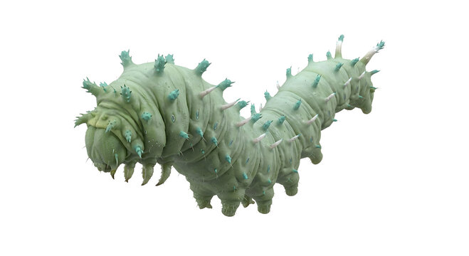 Spiky green horned caterpillar isolated on transparent background png 