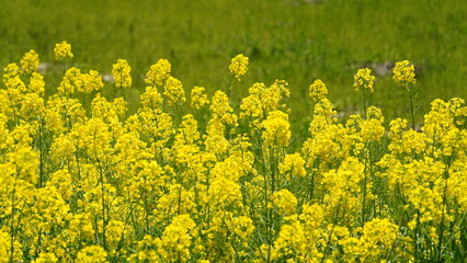 Obraz premium The beautiful countryside view with the yellow rapeseed flowers blooming in the field on the south of the China