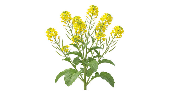 Blooming rapeseed plant with vibrant yellow flowers, fresh canola stalks and green leaves, organic mustard plant for agricultural and food industry isolated on Transparent Background