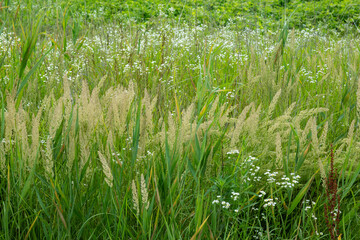 Obraz premium Wildflowers and Green Grass Covering a Meadow