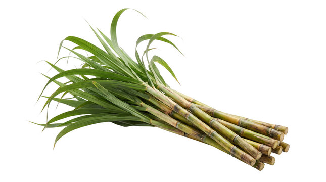 Fresh sugarcane stalks with green leaves, raw sugar cane bundle for juice production, organic tropical agriculture harvest isolated on Transparent Background