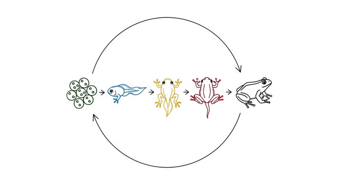 Frog Life Cycle Stages: Eggs, Tadpole, Froglets, Adult Frog