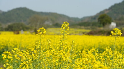 Obraz premium The beautiful countryside view with the yellow rapeseed flowers blooming in the field on the south of the China